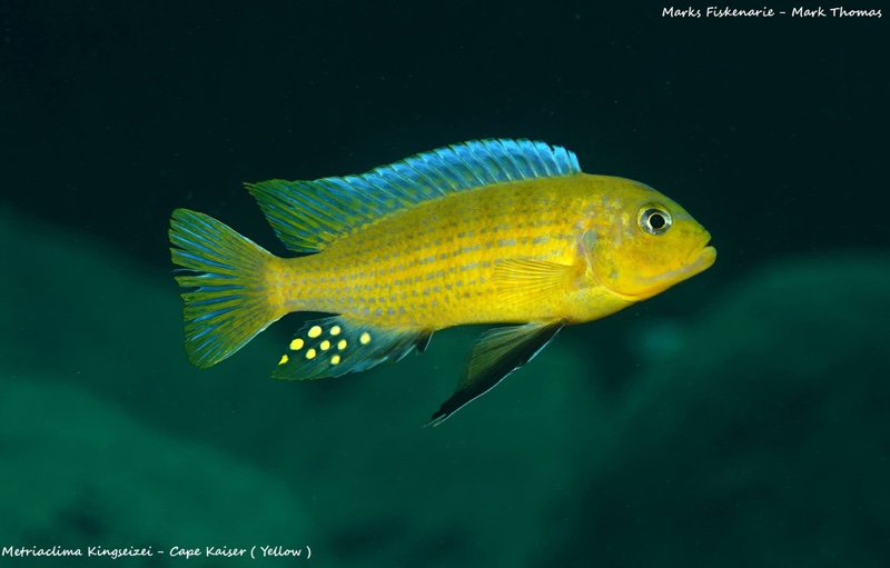 Maylandia sp. 'kingsizei lupingu' Cape Kaiser